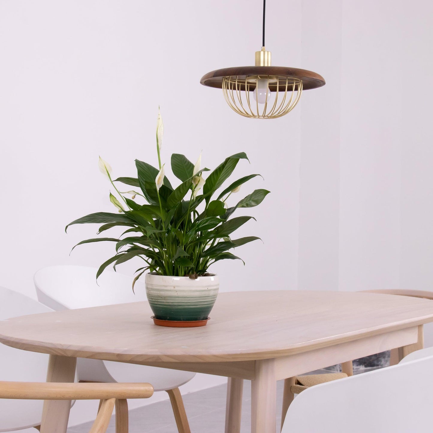 Kasa Drop light Pendant Lamp